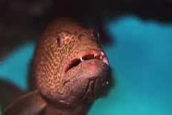 Tiger Grouper on cleaning station under a ledge. Grand Ba... by Jacques Miller 